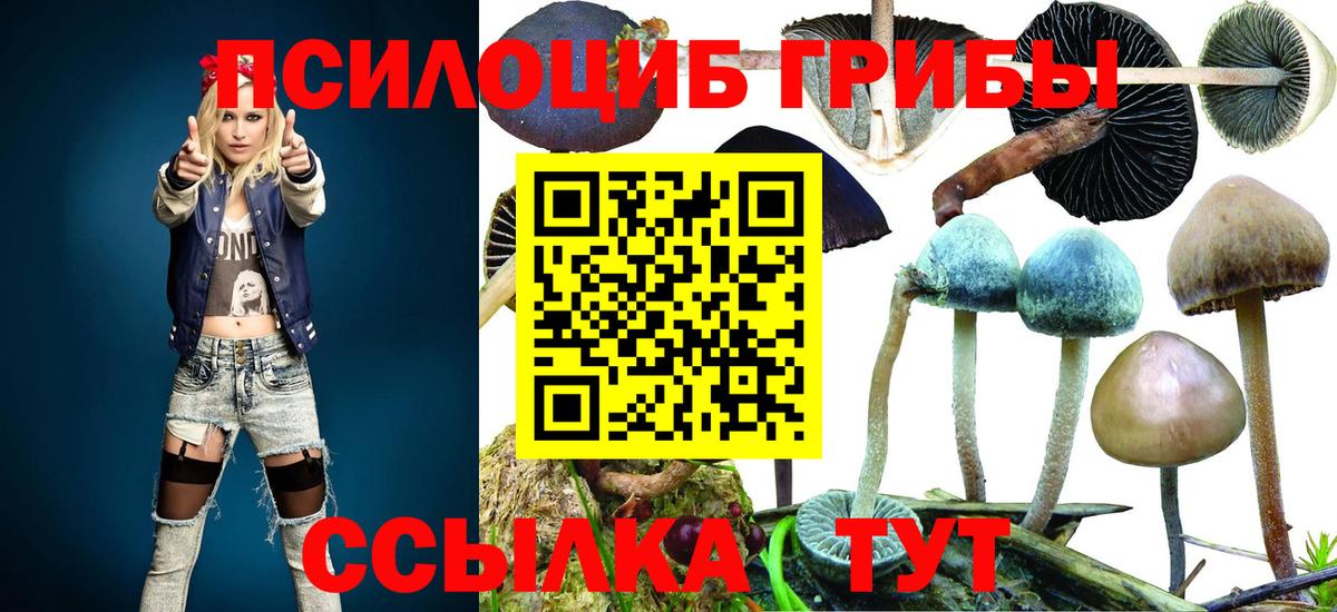 Нерюнгри  Псилоцибиновые грибы Psilocybe  Вход с VPN 